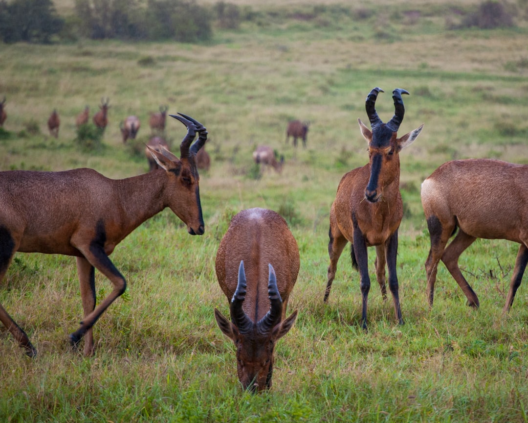 travelers stories about Wildlife in Addo, South Africa