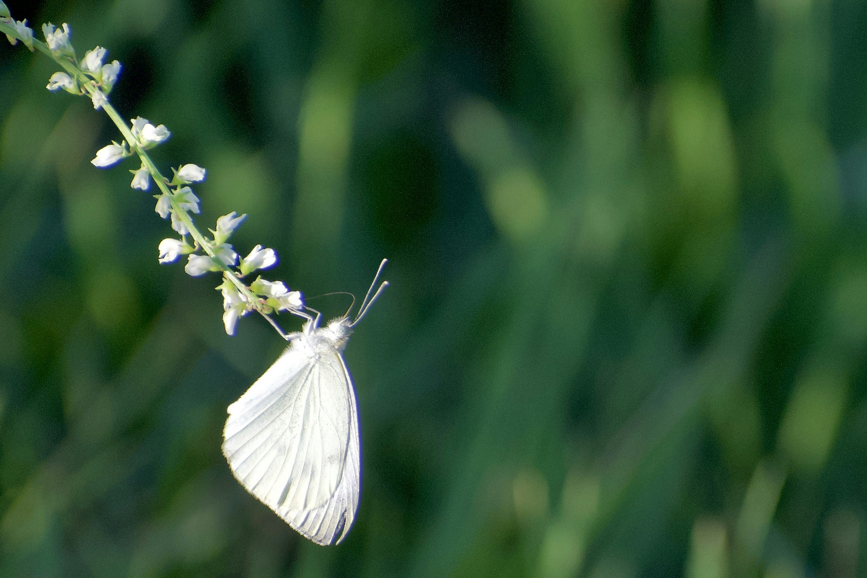 Photo by elisastonephotography