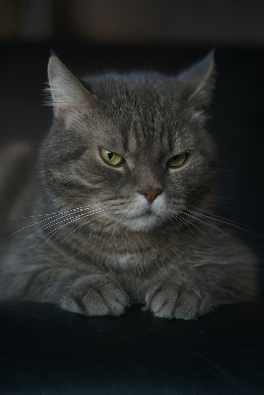 brown tabby cat lying on black textile