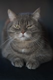 brown tabby cat in blue background