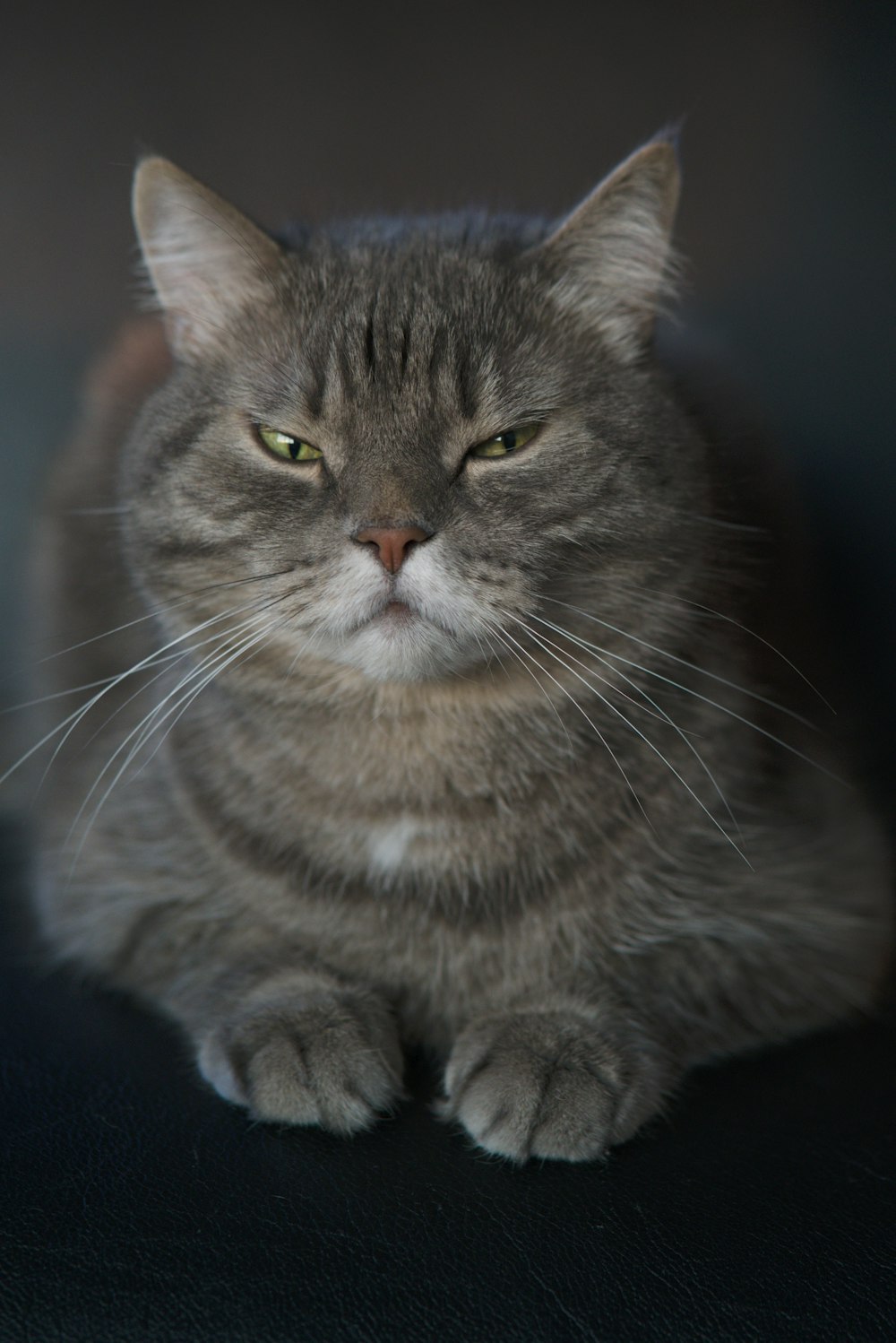 brown tabby cat in blue background