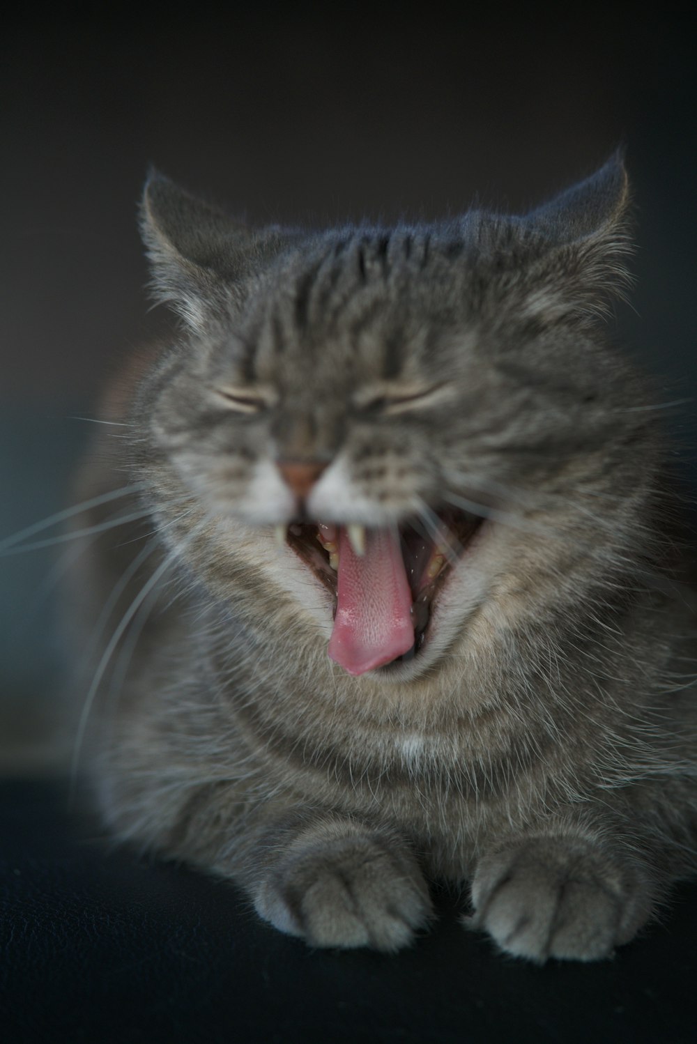 chat tigré brun montrant la langue