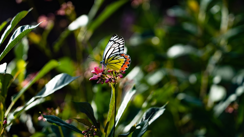 monarch butterfly perched on yellow and red flower in close up photography during daytime