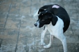 A black and white dog stands on a textured surface with a subtle wound on its back. The dog's fur contrasts with the background's muted tones.