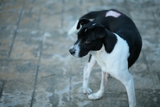 A black and white dog stands on a textured surface with a subtle wound on its back. The dog's fur contrasts with the background's muted tones.