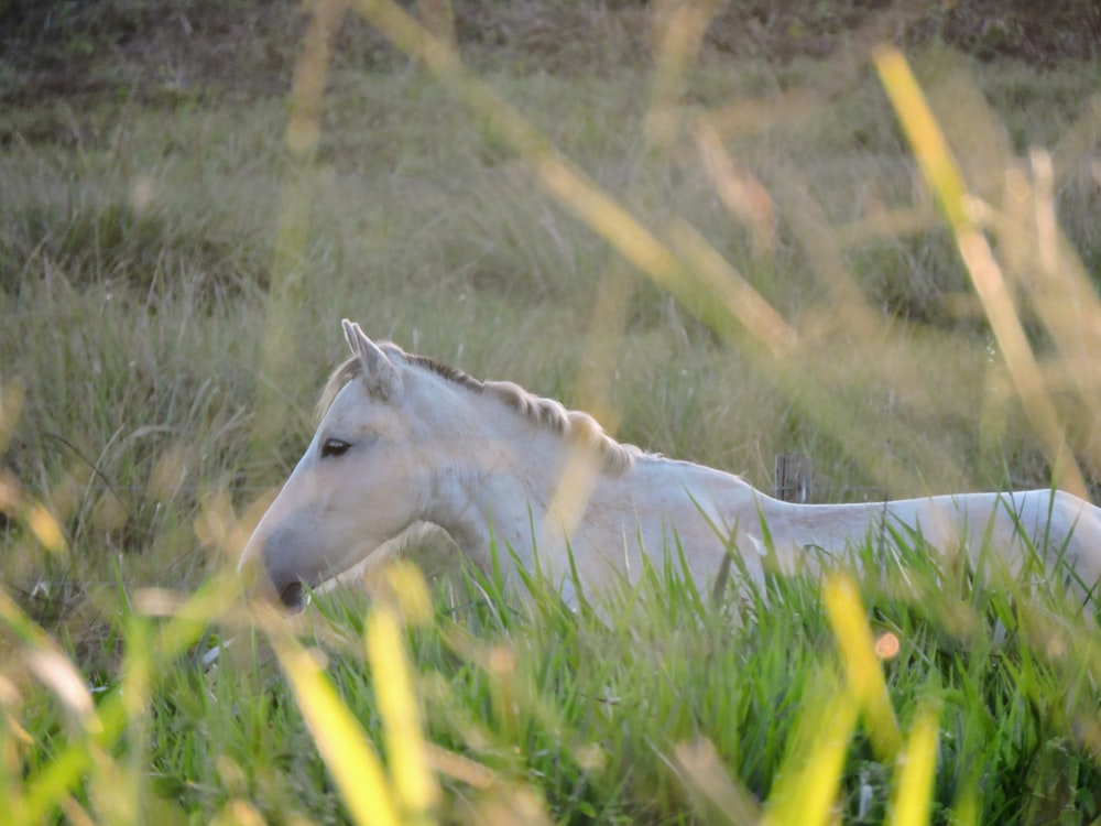 white horse lying on green grass during daytime