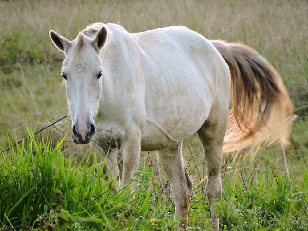 white horse on green grass field during daytime