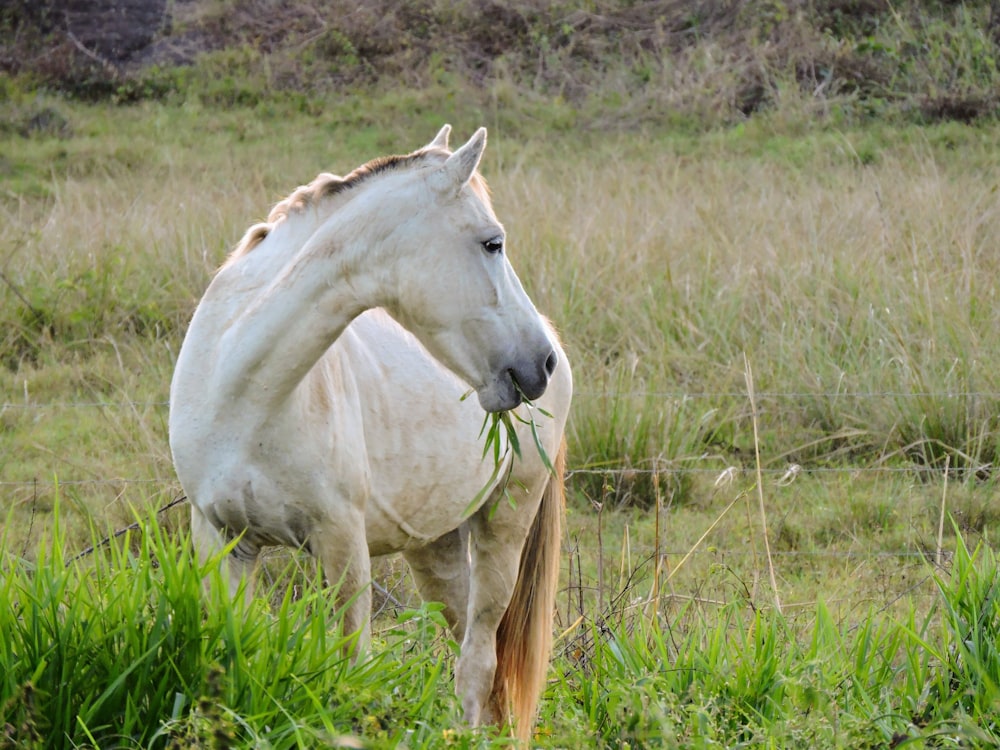 white horse on green grass field during daytime