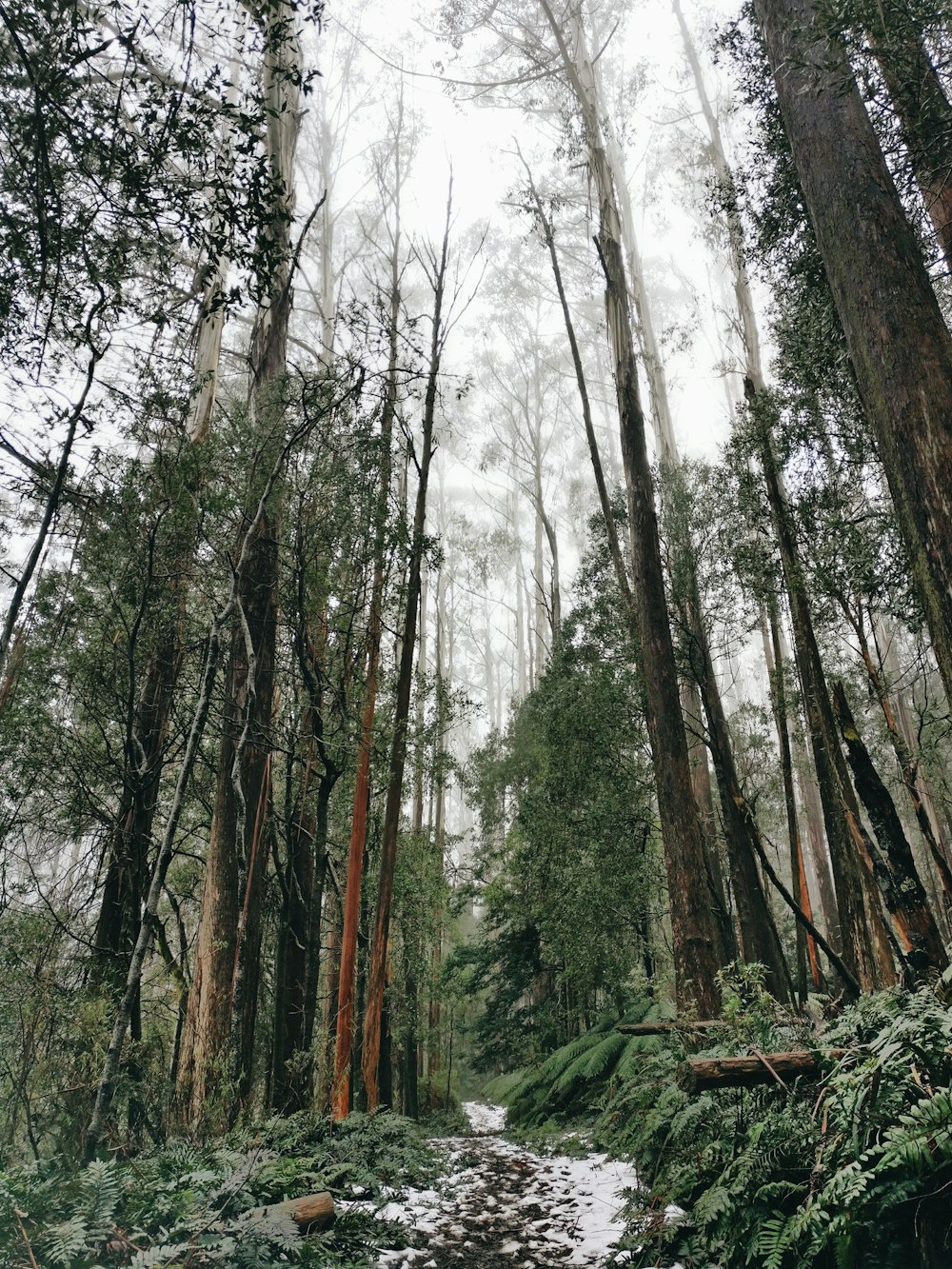 green trees under white sky during daytime