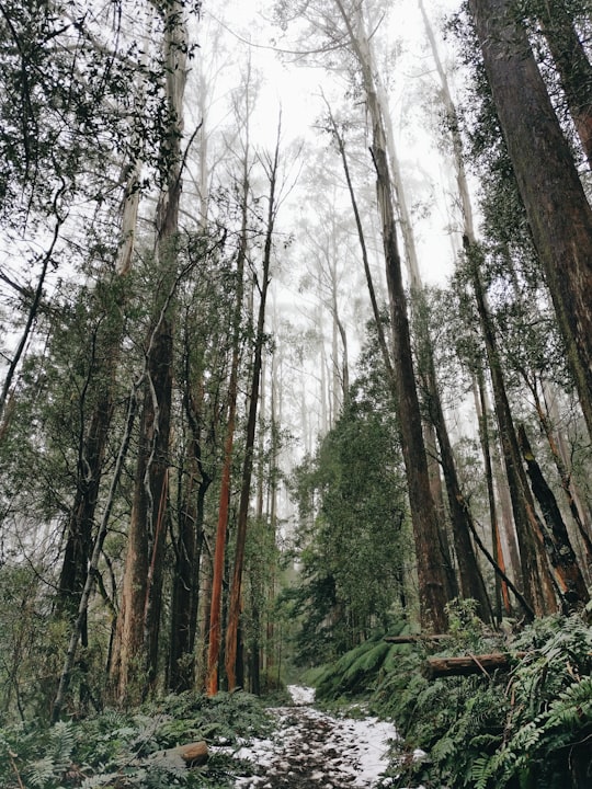 green trees under white sky during daytime in Warburton VIC Australia