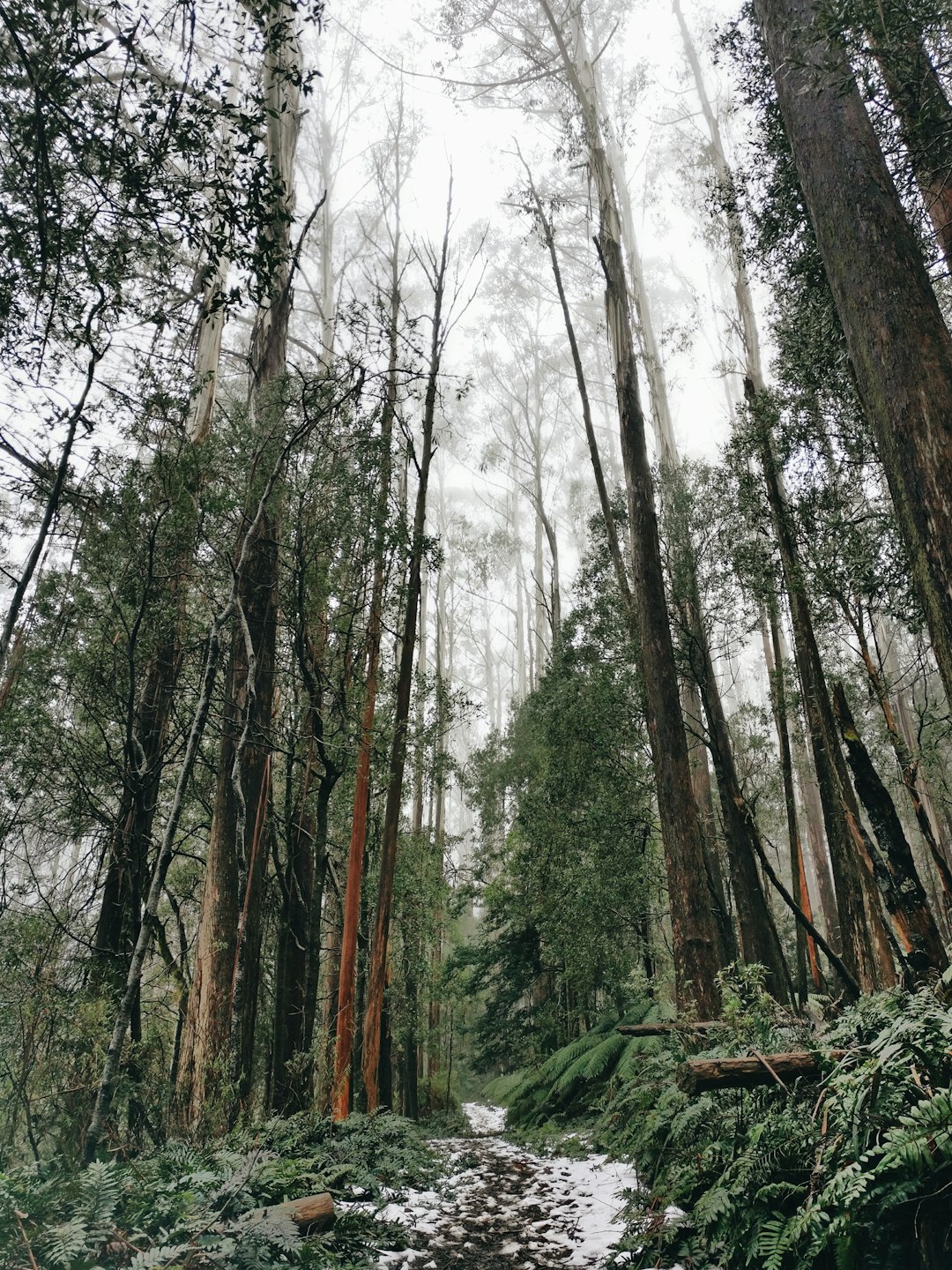 photo of Warburton VIC Forest near Toorongo Falls Walk