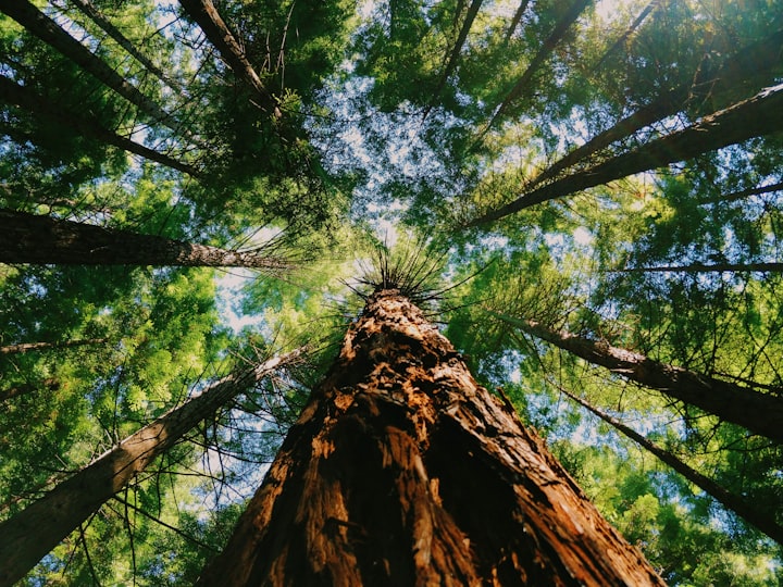 Forest Bathing 