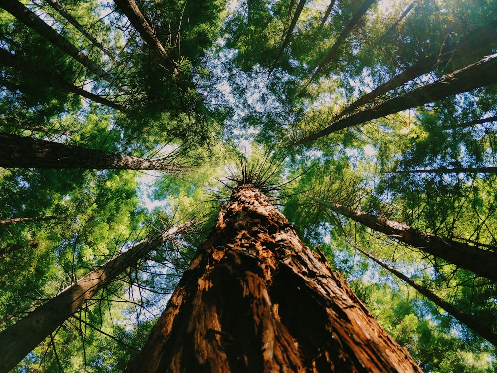 low angle photography of green trees during daytime