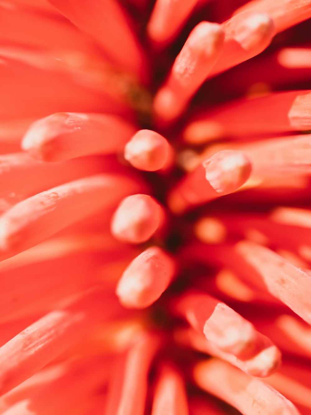 red flower in macro lens photography