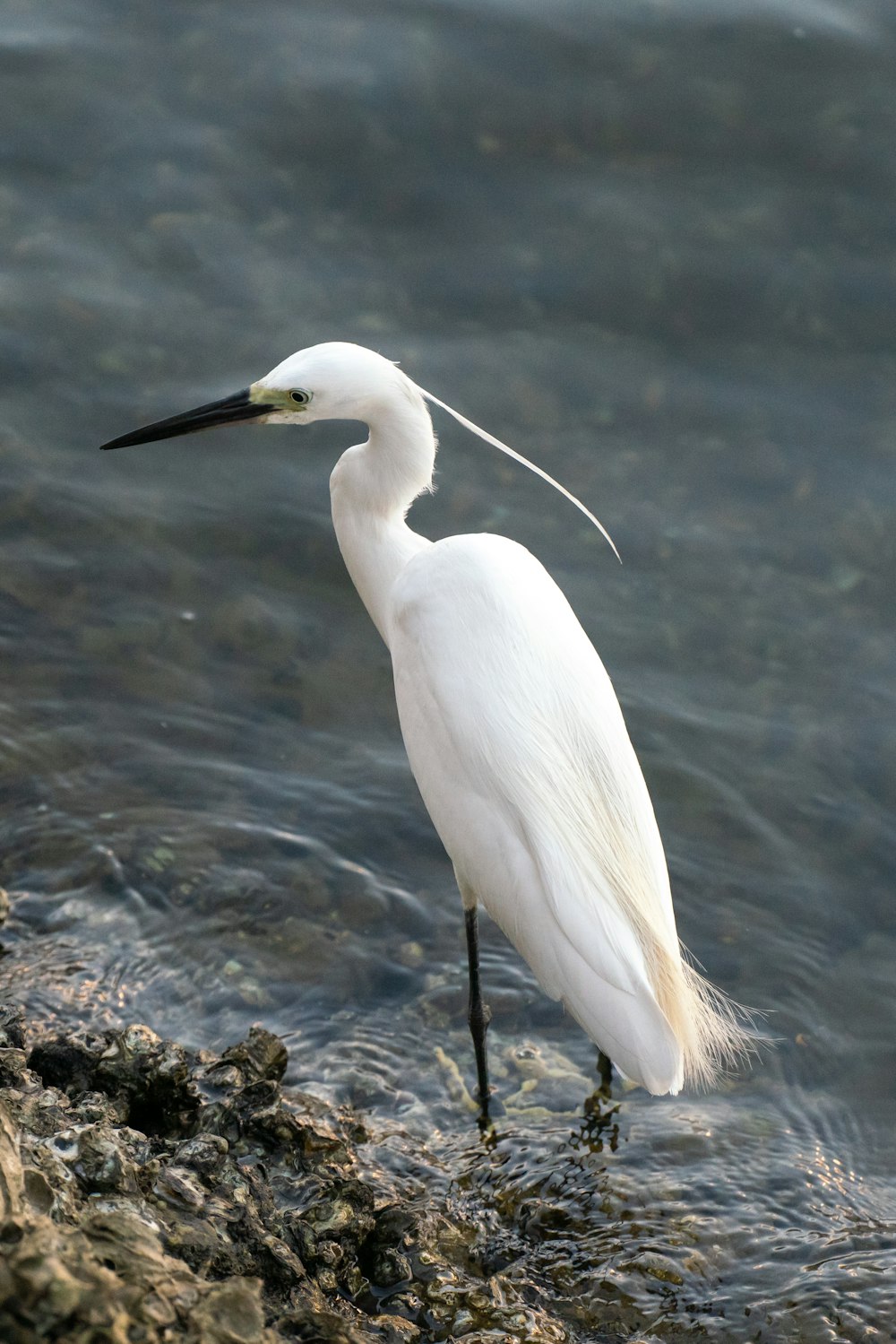 white bird on brown rock near body of water during daytime