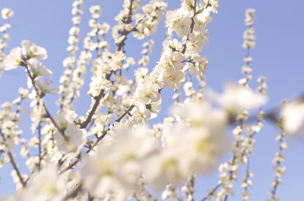 white flowers in tilt shift lens