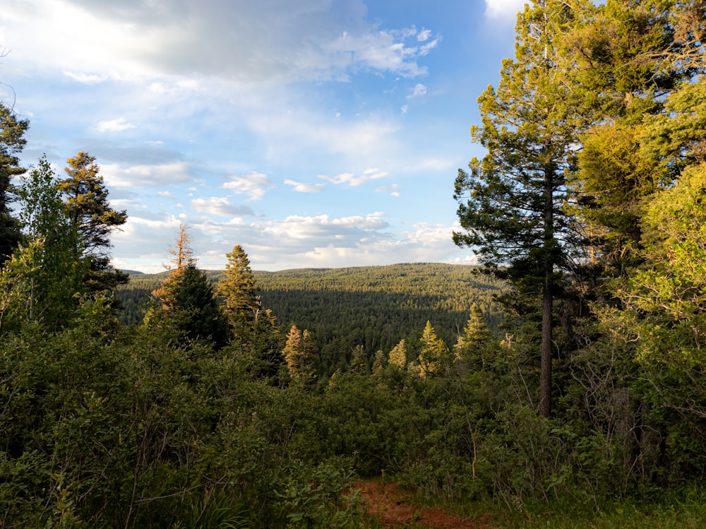 green trees under blue sky during daytime