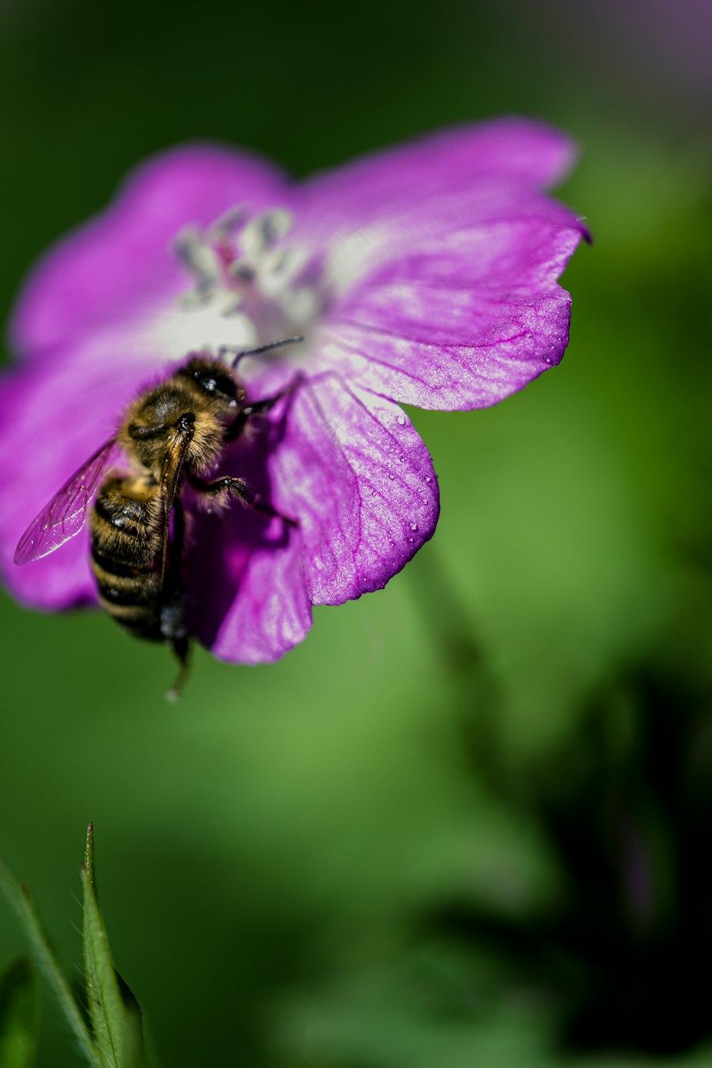 brown and black bee on purple flower