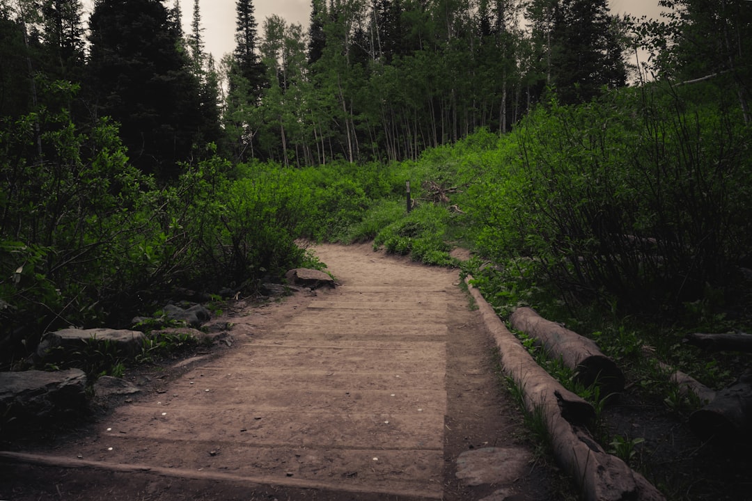 brown dirt road between green trees during daytime