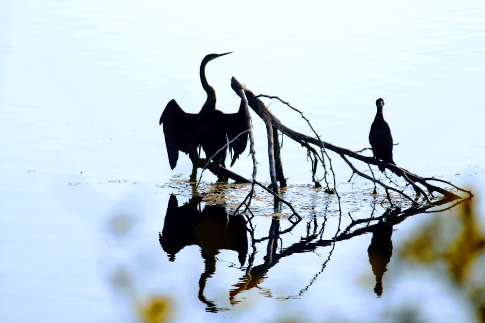 black bird on tree branch during daytime