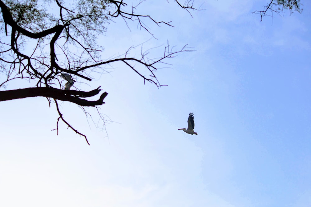 white bird flying over bare tree during daytime