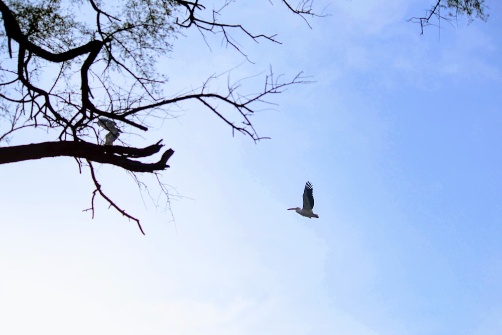 pájaro blanco volando sobre un árbol desnudo durante el día