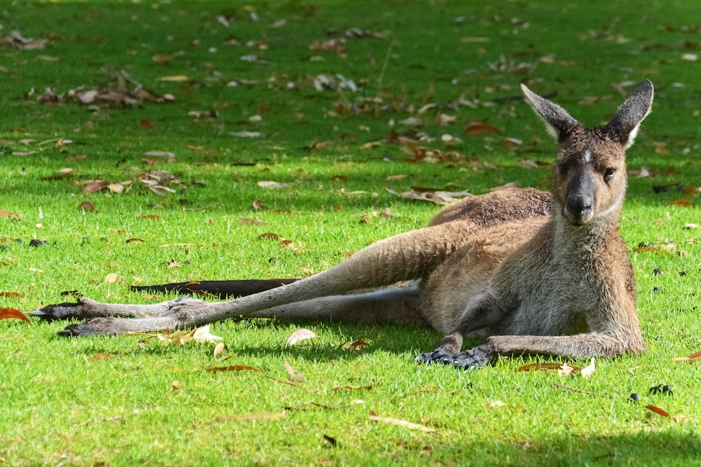 brown kangaroo lying on green grass field during daytime