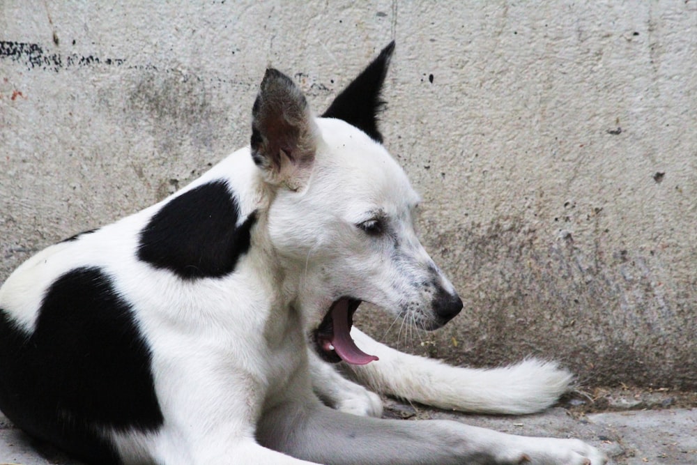 white and black short coated dog lying on gray concrete floor