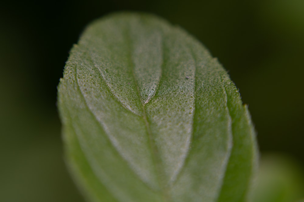 a close up of a green leaf with a blurry background