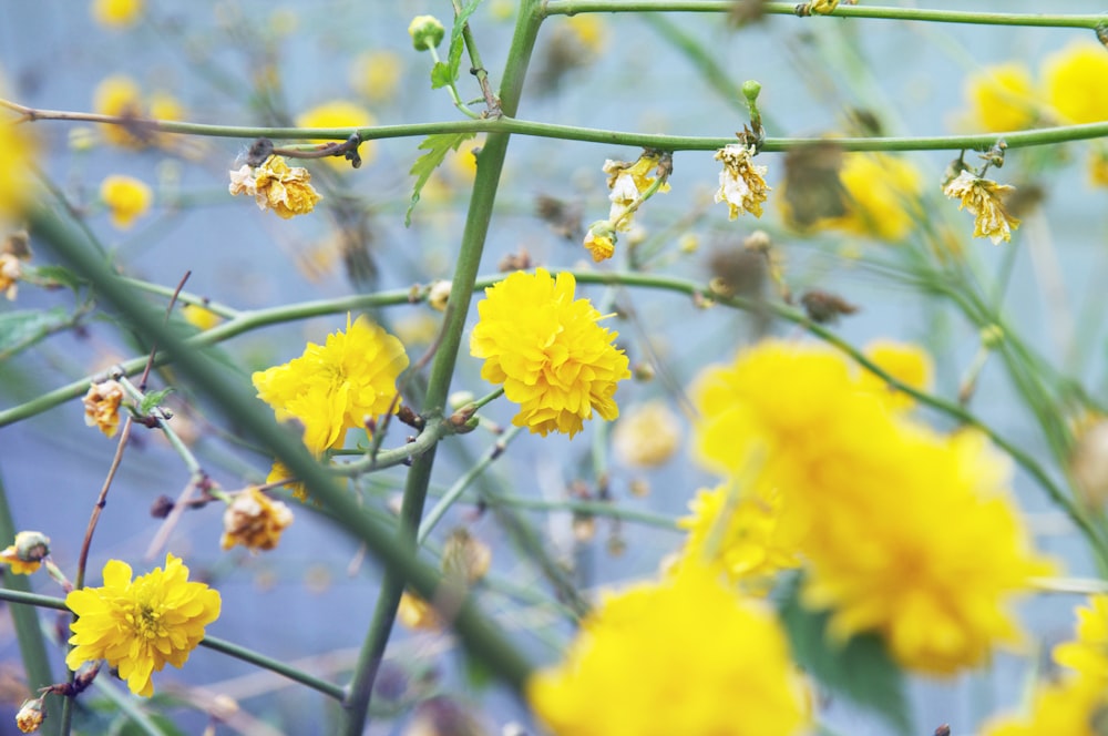 yellow flowers in tilt shift lens