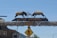 Two large elk statues are positioned on top of an arch made entirely of elk antlers. The sign reads 'Afton Wyoming' with an additional plaque stating 'World's Largest Elkhorn Arch'. Below, a pedestrian crossing sign is visible. The scene is set under a clear blue sky with some rustic buildings and greenery in the background.