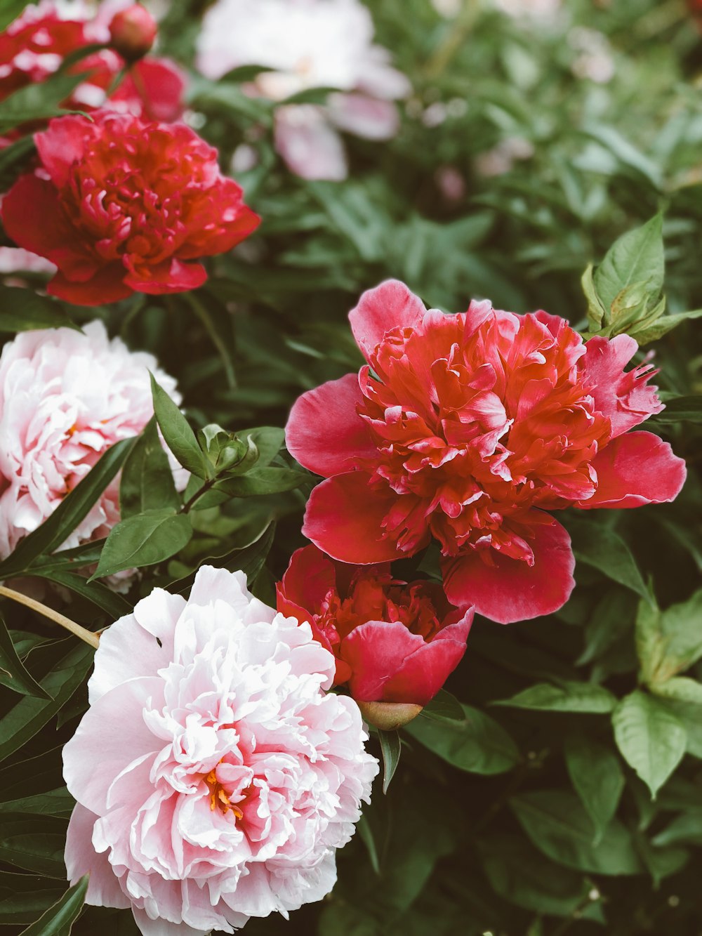 red and white flowers in tilt shift lens