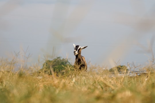 brown and white deer on brown grass field during daytime in Maracay Venezuela