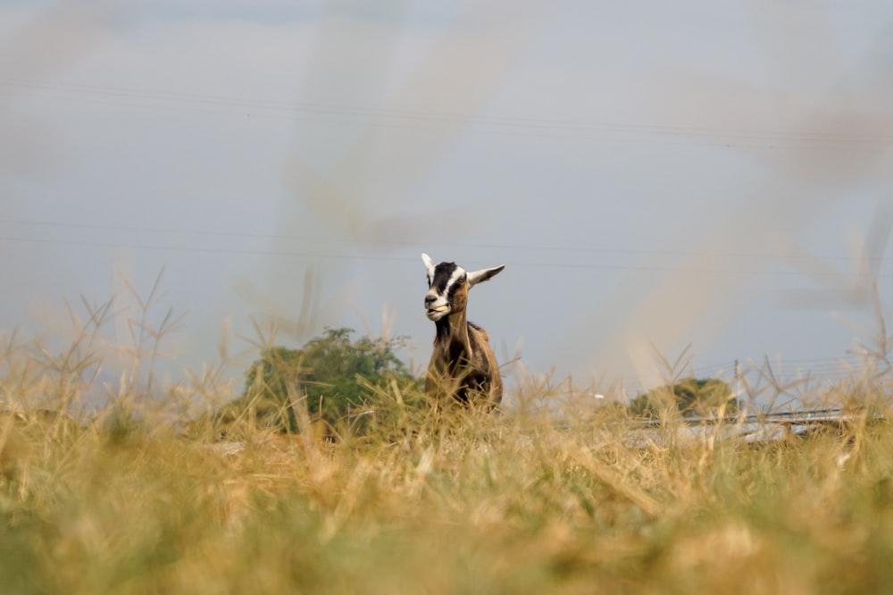 brown and white deer on brown grass field during daytime