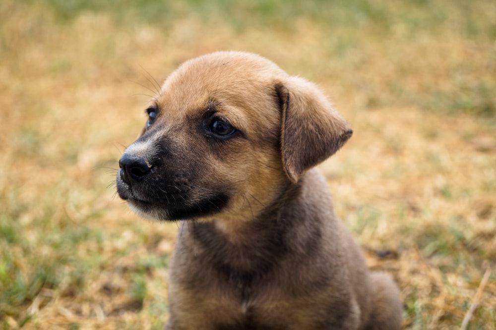 brown short coated dog on green grass during daytime