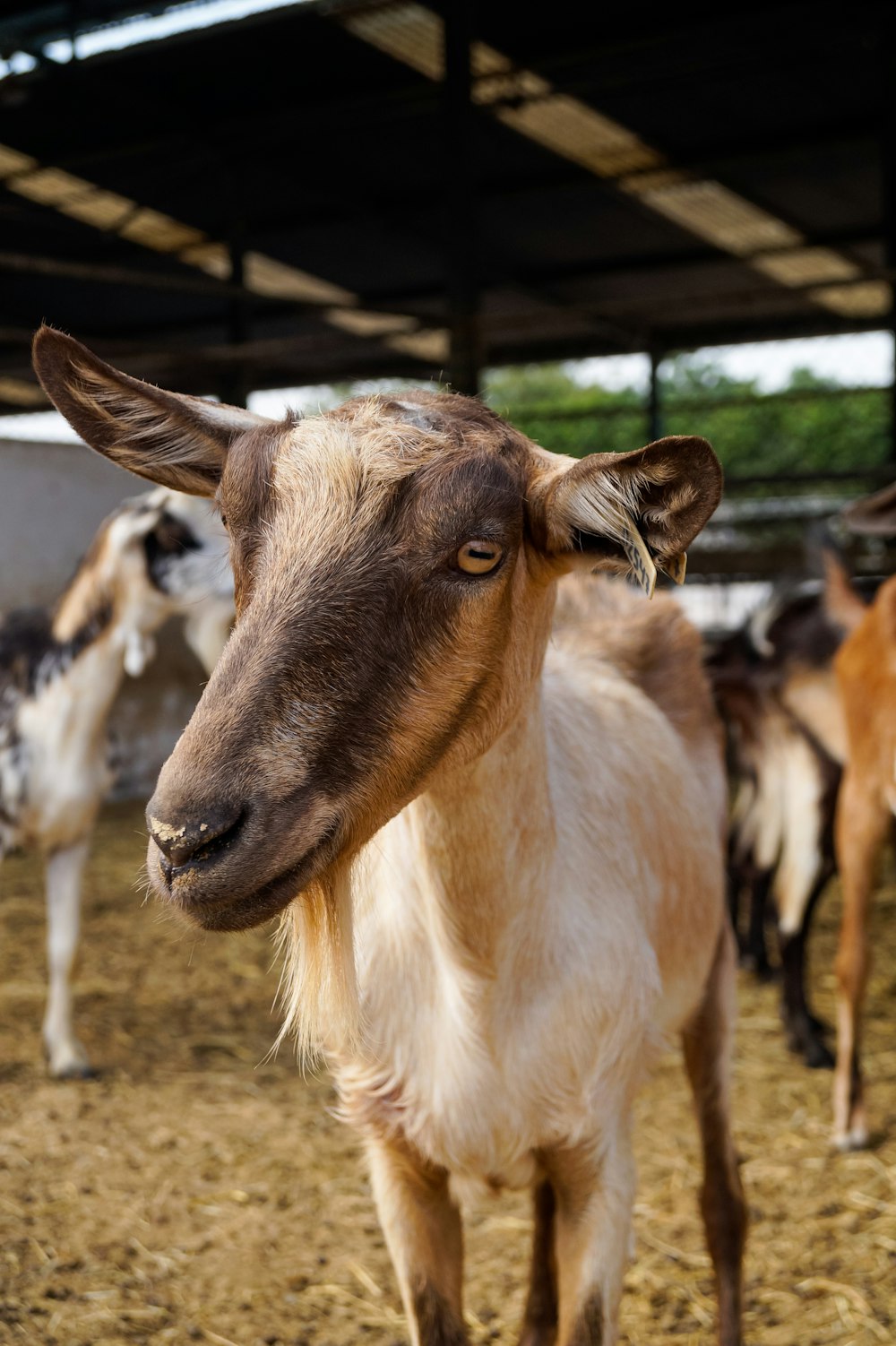 brown and white cow standing on brown field during daytime