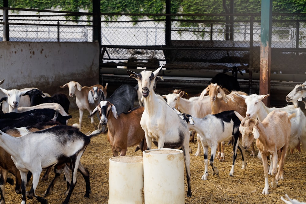 Rebaño de cabras en campo marrón durante el día