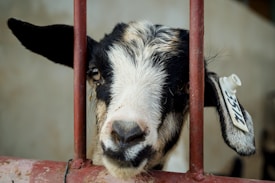 A goat with a black and white coat is peering through metal bars. Its face is primarily white with black patches, and it wears an identification tag on its left ear with numbers visible. The background is blurry and has a neutral tone, drawing focus to the goat's curious expression.