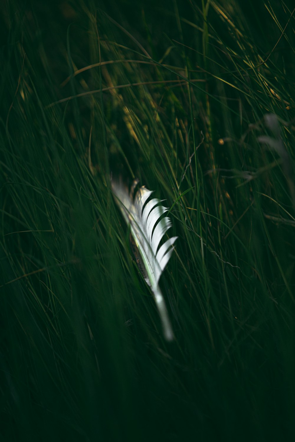 white and black feather on green grass