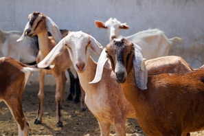 herd of goats on field during daytime