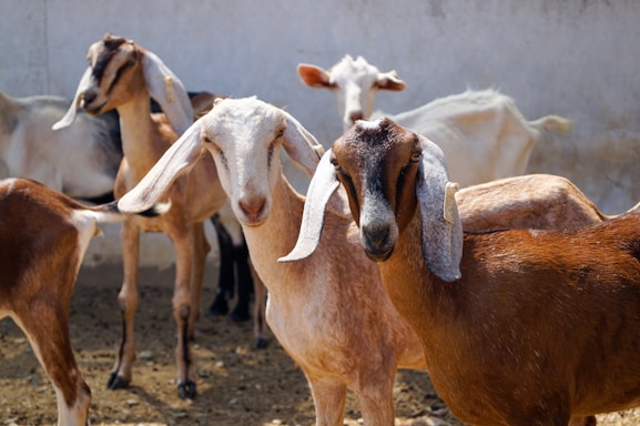 herd of goats on field during daytime
