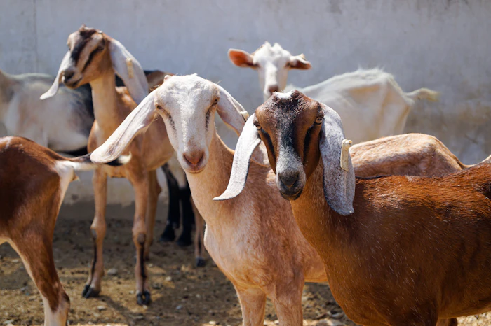 Herd of goats