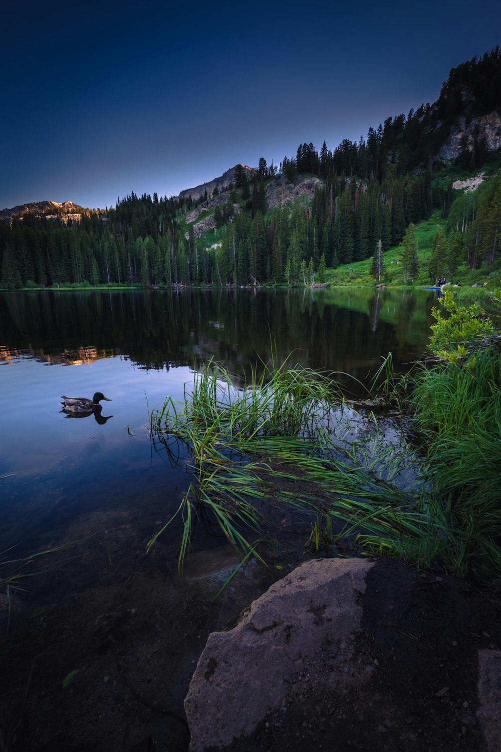 green grass on lake during daytime