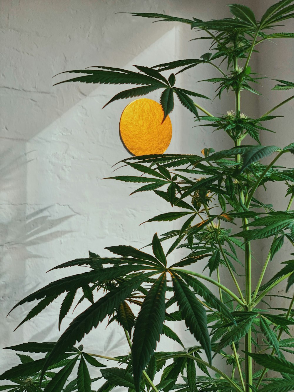 yellow citrus fruit on green leaves