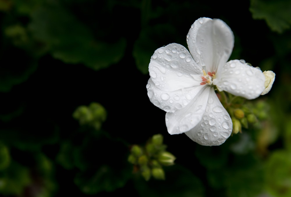 white flower with green leaves