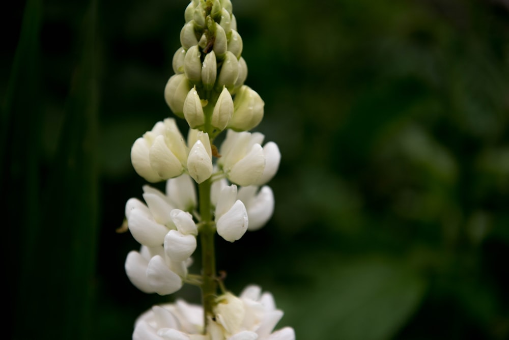 white flower in tilt shift lens