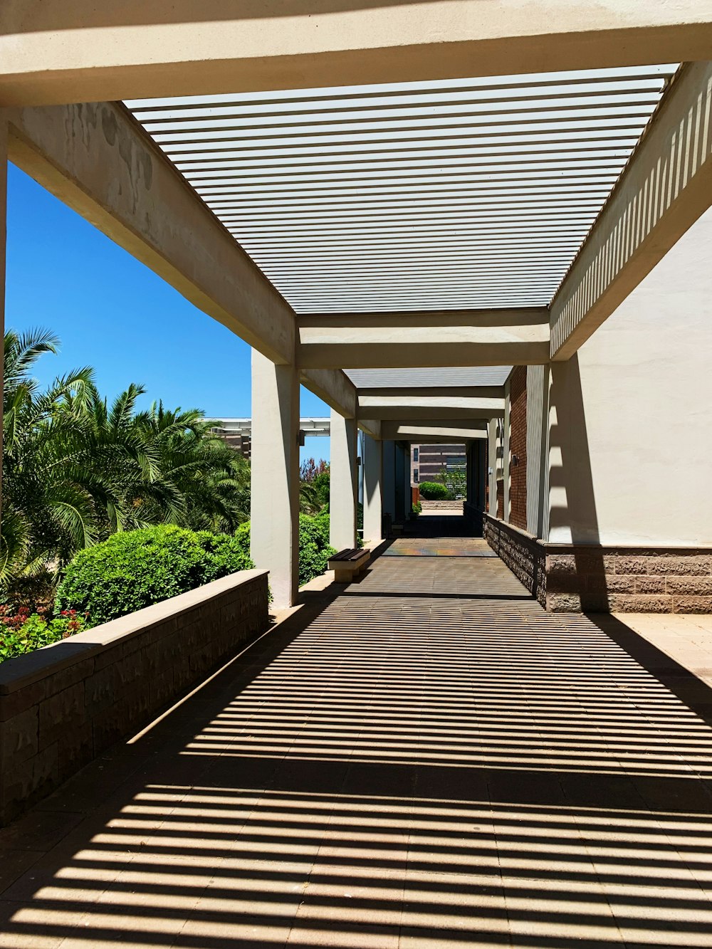 brown wooden pathway between green plants during daytime