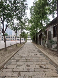 A stone-paved pathway flanked by trees on both sides, leading towards a distant building. The pathway is bordered by narrow patches of earth with trees. Tall buildings are visible in the background, suggesting an urban setting.