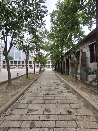 A stone-paved pathway flanked by trees on both sides, leading towards a distant building. The pathway is bordered by narrow patches of earth with trees. Tall buildings are visible in the background, suggesting an urban setting.