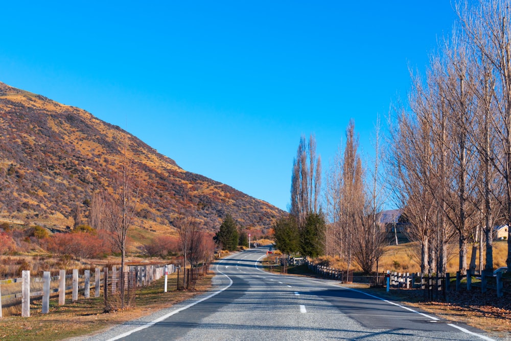 route goudronnée grise entre les arbres bruns sous le ciel bleu pendant la journée